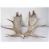 Pair of Shiras Moose Paddles Antlers Horns