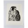 Image 1 : Peregrine Falcon Etching