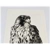Image 2 : Peregrine Falcon Etching