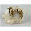 Image 3 : Alaskan Inuit Eskimo Fred Pushruk Carving