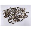 Image 1 : Lot of 100 Fossilized Buffalo Teeth