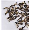 Image 2 : Lot of 100 Fossilized Buffalo Teeth