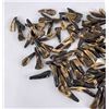 Image 2 : Lot of 100 Fossilized Buffalo Teeth
