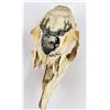 Image 8 : Collection of Decorated Animal Skulls