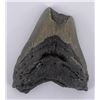 Image 1 : South Carolina Megalodon Shark Tooth Fossil