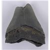 Image 2 : South Carolina Megalodon Shark Tooth Fossil