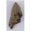 Image 1 : South Carolina Megalodon Shark Tooth Fossil