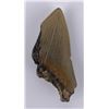 Image 2 : South Carolina Megalodon Shark Tooth Fossil