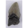 Image 1 : South Carolina Megalodon Shark Tooth Fossil