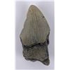 Image 2 : South Carolina Megalodon Shark Tooth Fossil