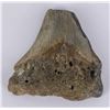 Image 1 : South Carolina Megalodon Shark Tooth Fossil