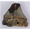 Image 2 : South Carolina Megalodon Shark Tooth Fossil