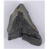 Image 1 : South Carolina Megalodon Shark Tooth Fossil