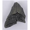 Image 2 : South Carolina Megalodon Shark Tooth Fossil