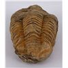 Image 2 : Moroccan Fossil Trilobite