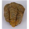 Image 1 : Moroccan Fossil Trilobite