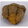 Image 2 : Moroccan Fossil Trilobite