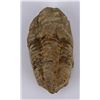 Image 1 : Moroccan Fossil Trilobite