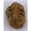 Image 2 : Moroccan Fossil Trilobite
