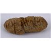 Image 3 : Moroccan Fossil Trilobite