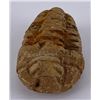 Image 4 : Moroccan Fossil Trilobite