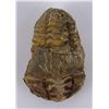Image 1 : Moroccan Fossil Trilobite