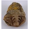 Image 2 : Moroccan Fossil Trilobite