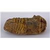 Image 3 : Moroccan Fossil Trilobite