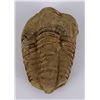Image 1 : Moroccan Fossil Trilobite