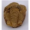 Image 2 : Moroccan Fossil Trilobite