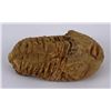 Image 3 : Moroccan Fossil Trilobite