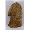 Image 1 : Moroccan Fossil Trilobite
