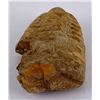 Image 2 : Moroccan Fossil Trilobite