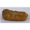 Image 3 : Moroccan Fossil Trilobite