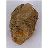 Image 1 : Moroccan Fossil Trilobite