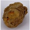 Image 2 : Moroccan Fossil Trilobite