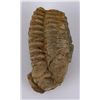 Image 1 : Moroccan Fossil Trilobite