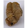 Image 2 : Moroccan Fossil Trilobite