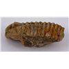 Image 3 : Moroccan Fossil Trilobite