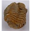 Image 4 : Moroccan Fossil Trilobite