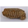 Image 5 : Moroccan Fossil Trilobite