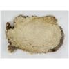 Image 4 : Taxidermy Rabbit Fur Pelt
