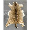 Image 1 : Taxidermy Axis Deer Hide
