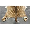 Image 2 : Taxidermy Axis Deer Hide