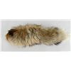 Image 1 : Red Coyote Tail