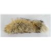 Image 3 : Red Coyote Tail