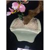 Image 2 : A Nice 17 x 15" Jade Tree