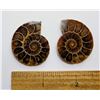 Image 1 : 13)  LOT OF 2 MATCHED NATURAL SPLIT AMMONITE