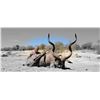 Image 11 : 7-DAY BULL GIRAFFE AND CAPE BUFFALO  HUNT FOR 1 HUNTER IN SOUTH AFRICA