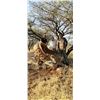 Image 12 : 7-DAY BULL GIRAFFE AND CAPE BUFFALO  HUNT FOR 1 HUNTER IN SOUTH AFRICA